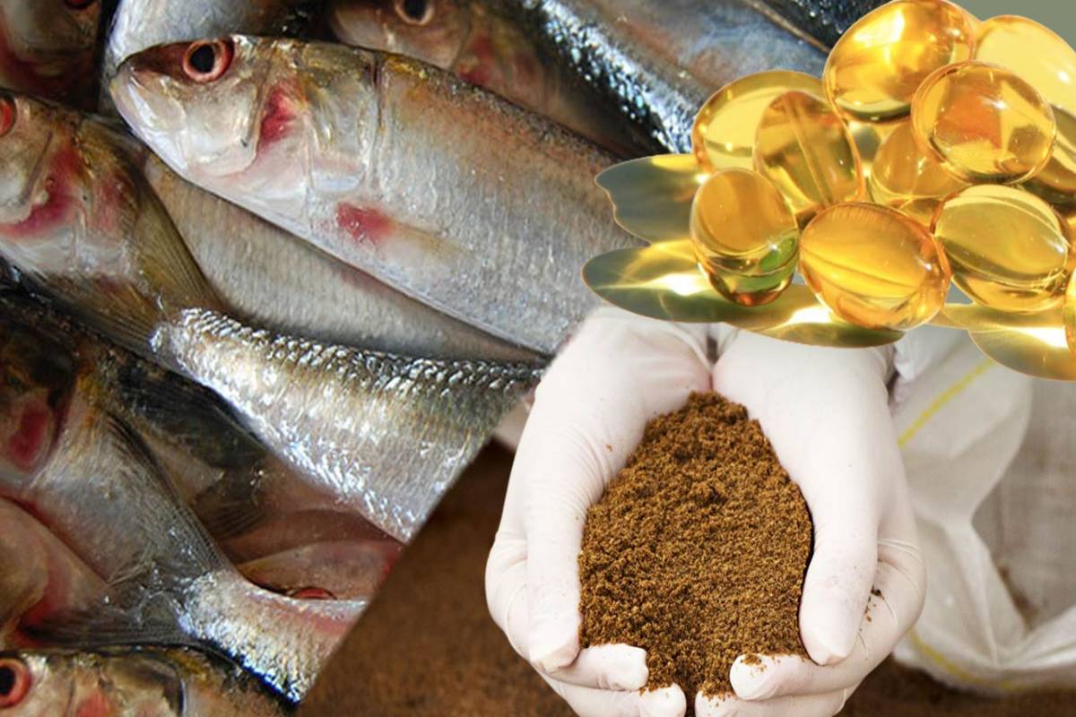 چگونه پودر ماهی تولید می‌شود؟