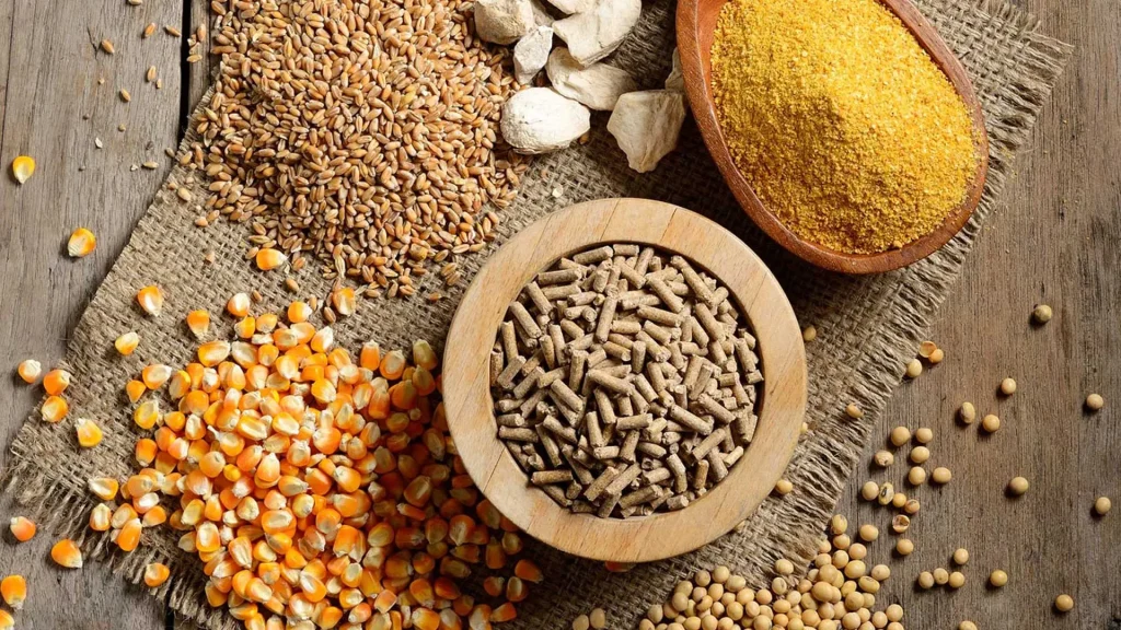 راه‌های افزایش پروتئین در جیره دام چیست؟